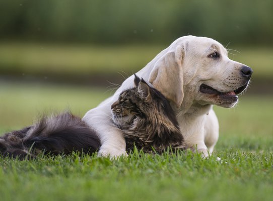 dog and cat on the grass